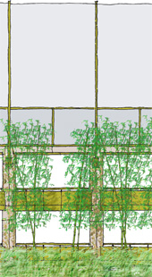 Study of bamboo screen planting